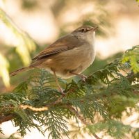 ウグイスの初鳴き