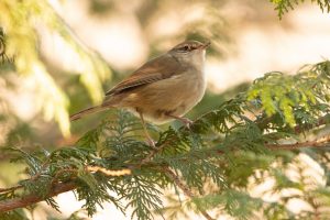 ウグイスの初鳴きに想う